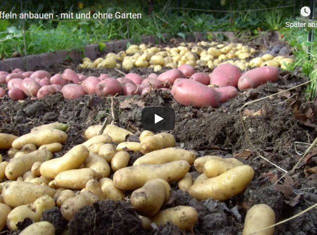 Kartoffeln anbauen – Humus Krumus